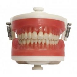 Manequim Top  Dentística PD100 - Pronew