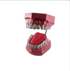 Macro Modelo Arcada Dentária  - Odontomar